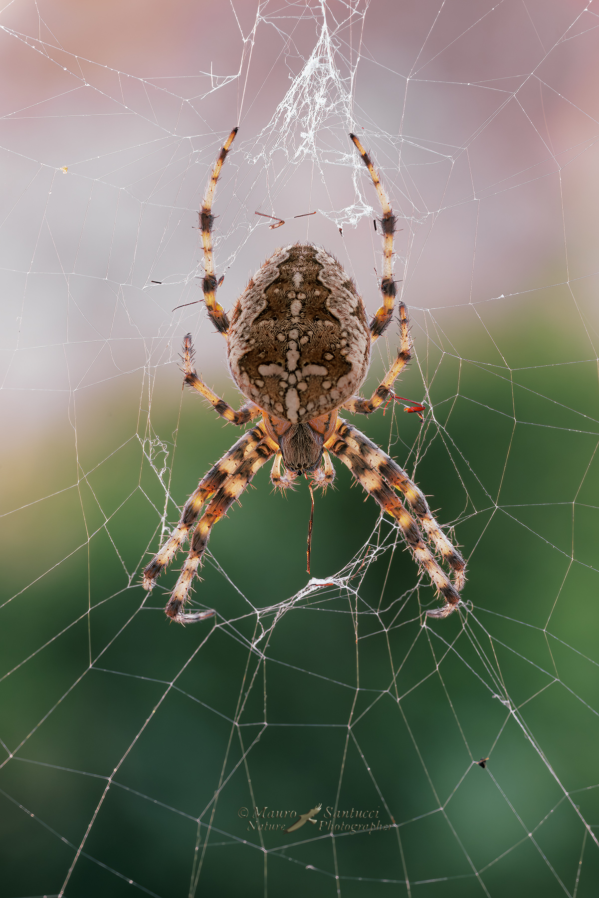 Araneus-diadematus_DSC08475