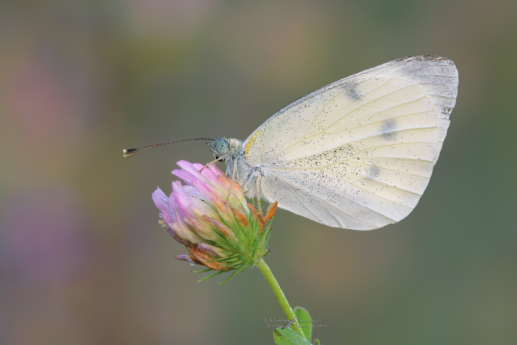 Pieris-rapae_Cavolaia-minore_DSC0182