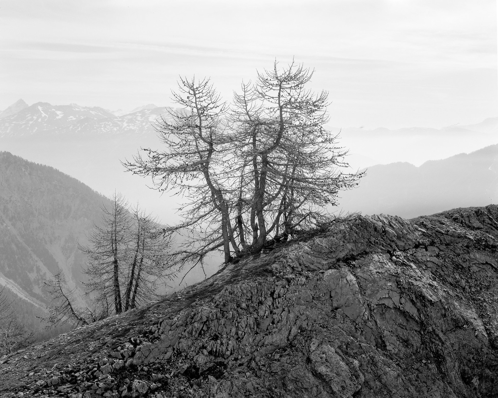 Intrepid 4x5 | Fomapan 100 @ 80