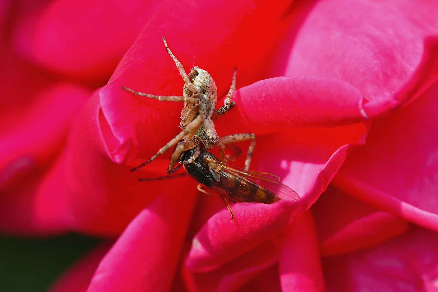 Predazione tra petali di rosa