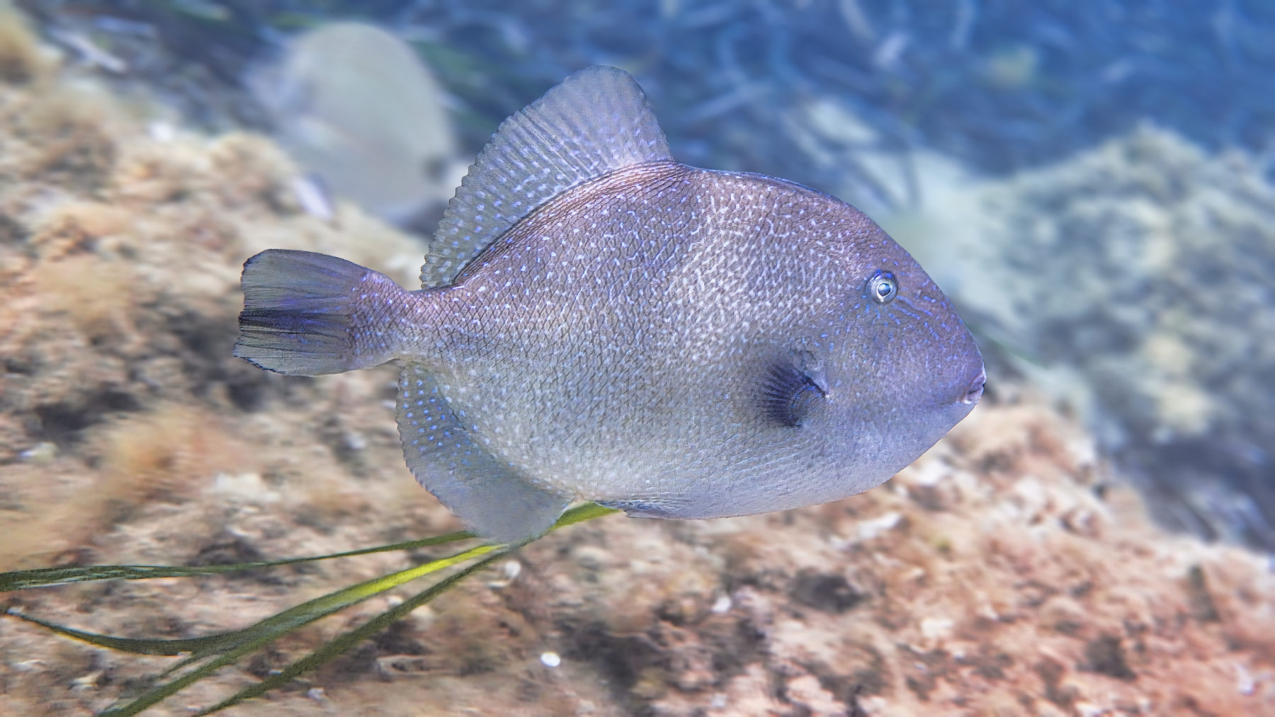 Pesce Balestra