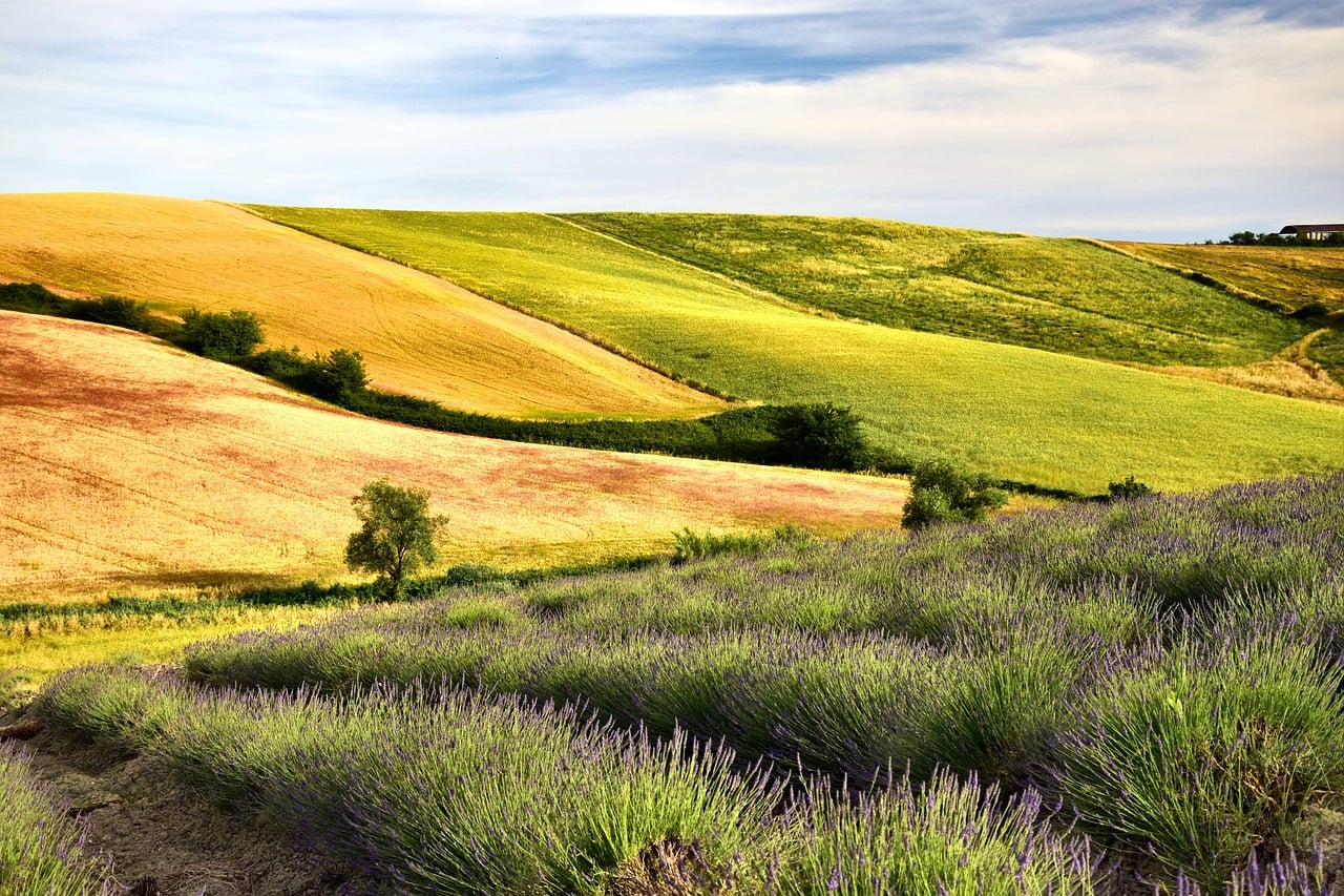 lavanda