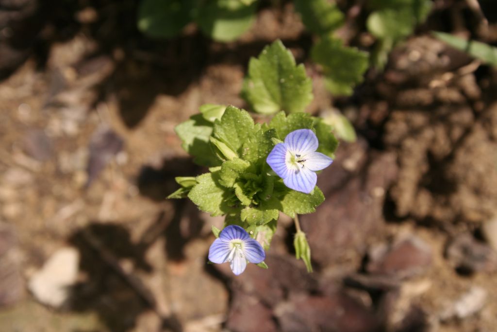 Fiorellino