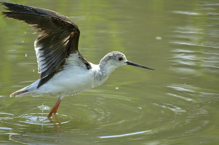 ...vi auguriamo un buon decollo!