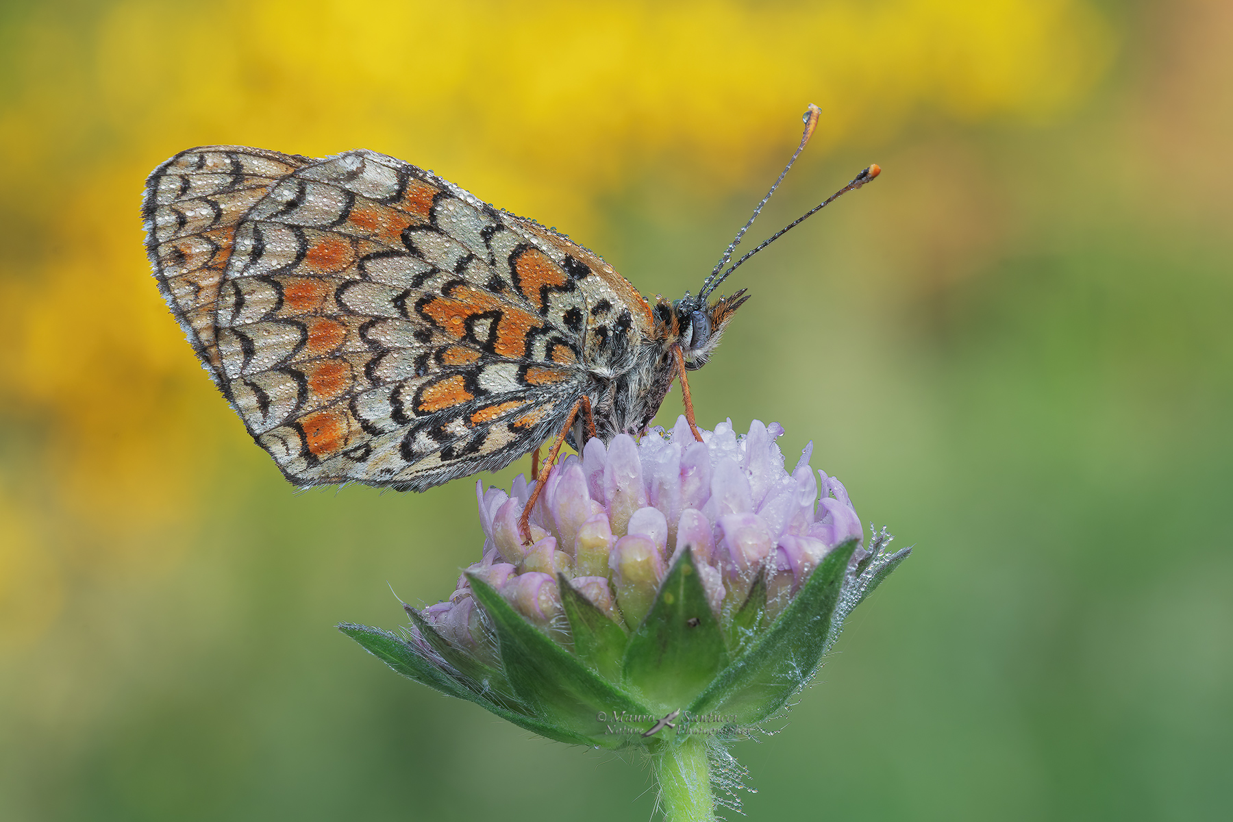 Melitaea-phoebe_DSC03349