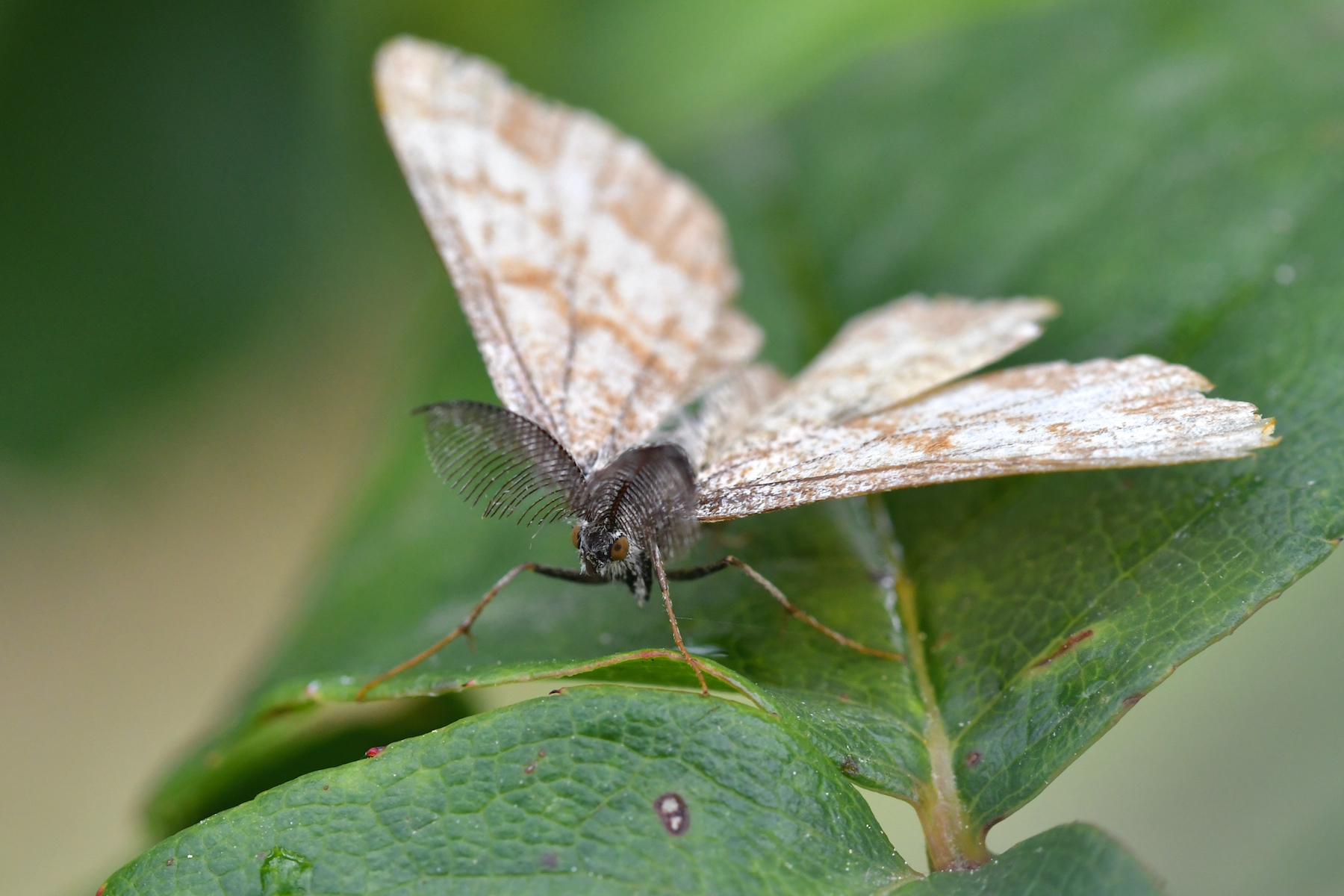Ematurga atomaria