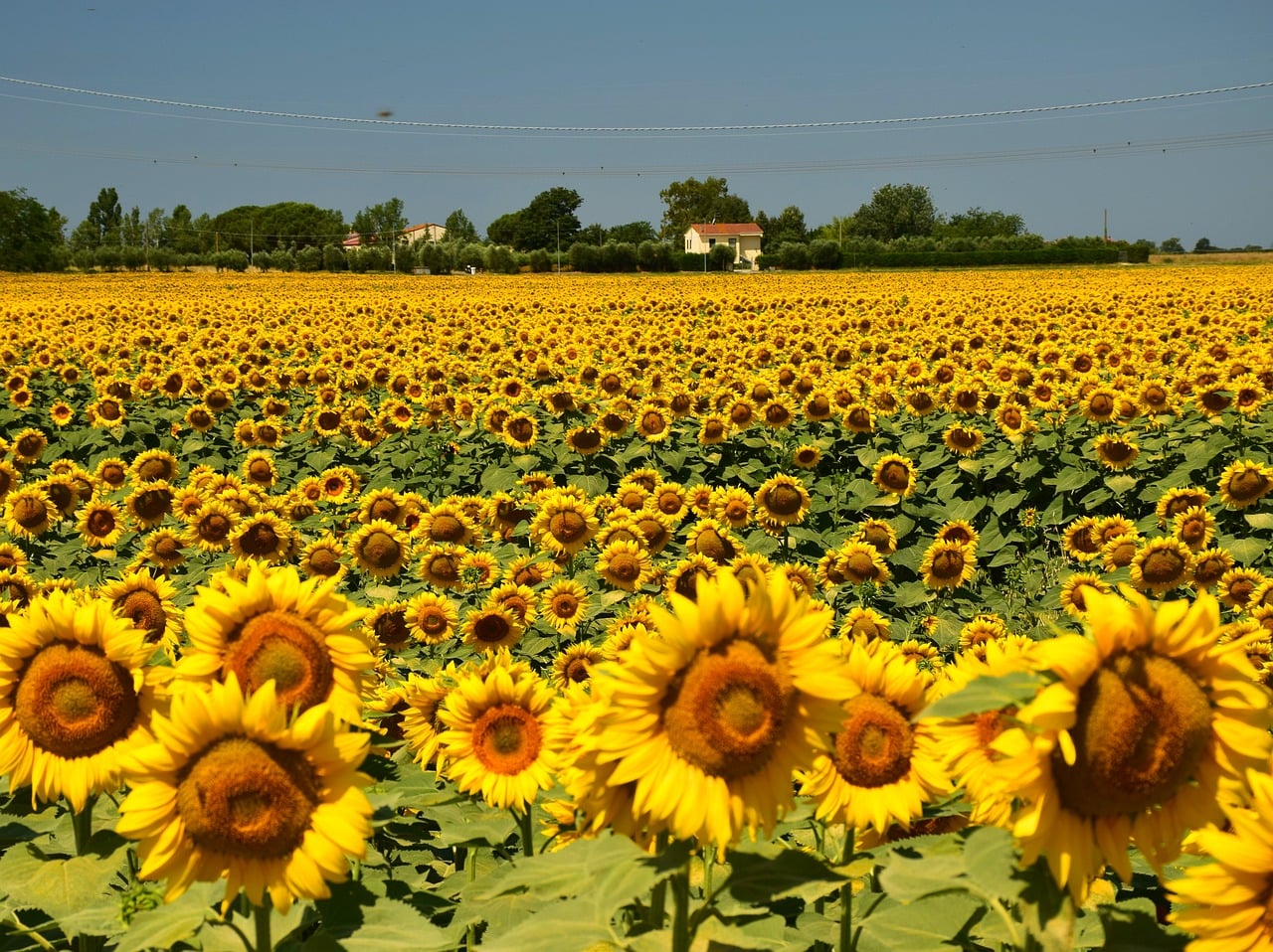 girasoli (3)