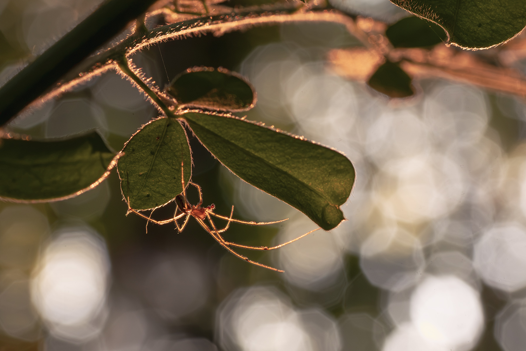 Macro_270626_1