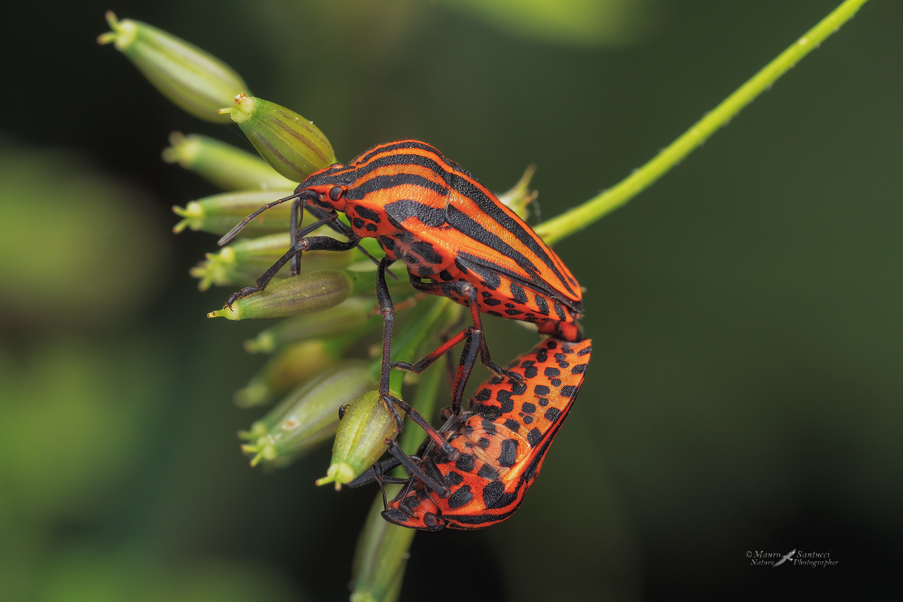 Graphosoma-italicus-in-love_DSC04342_