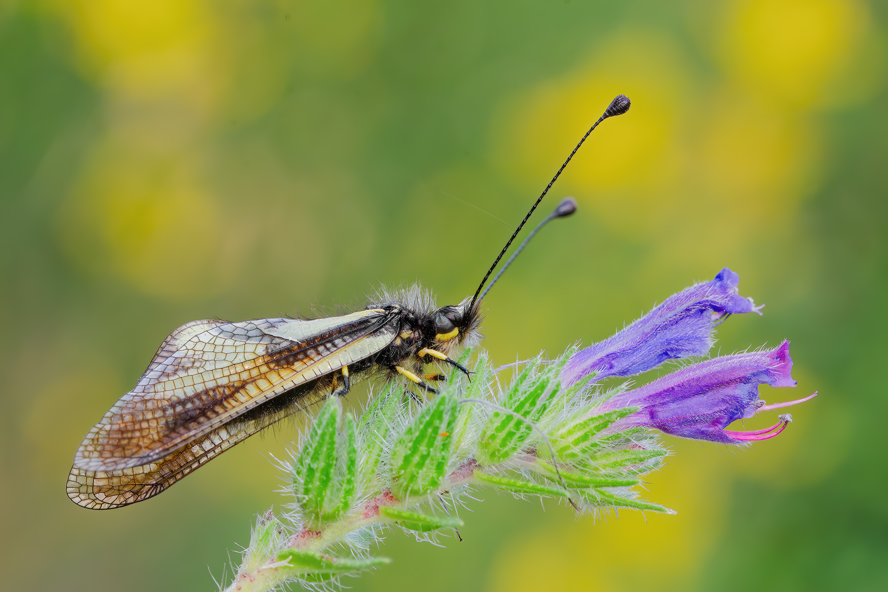 Libelloides coccajus