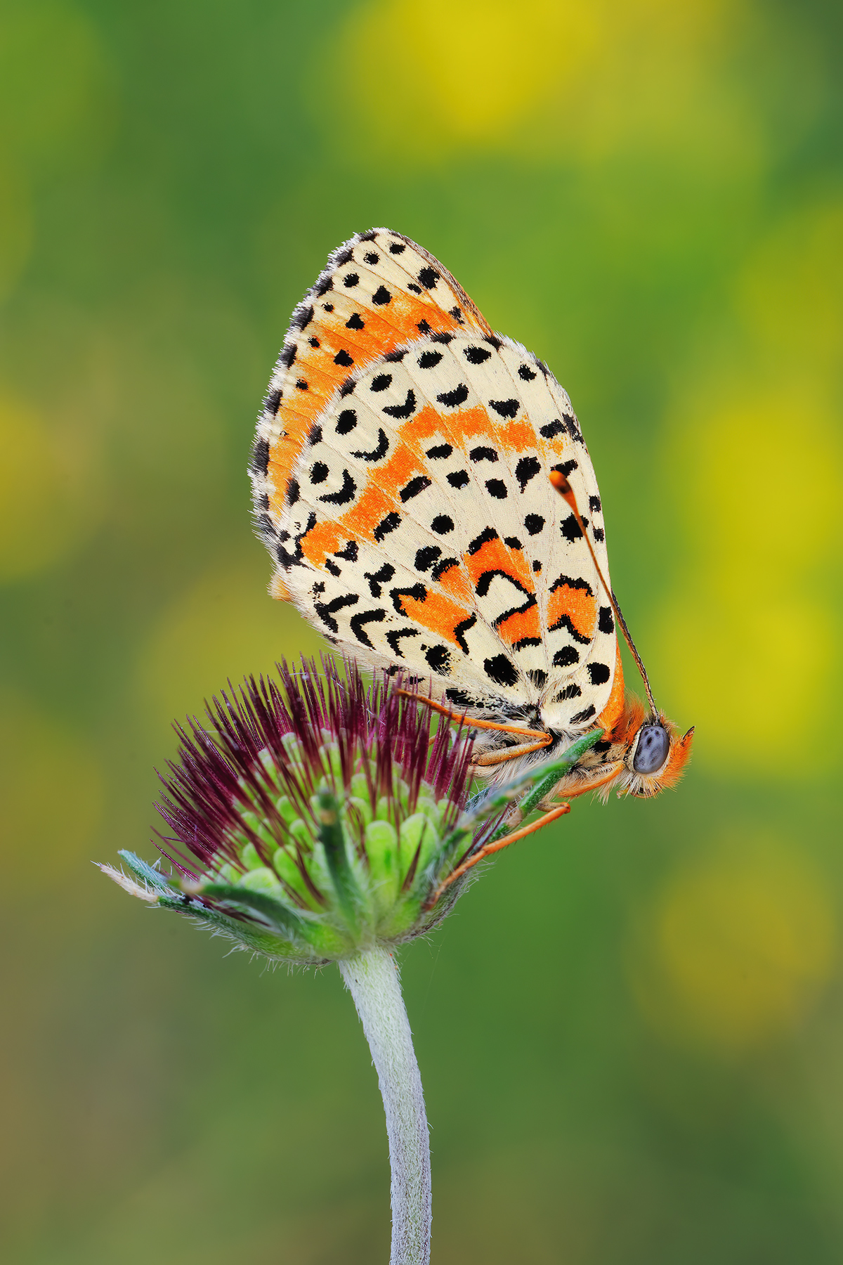 Melitaea didyma