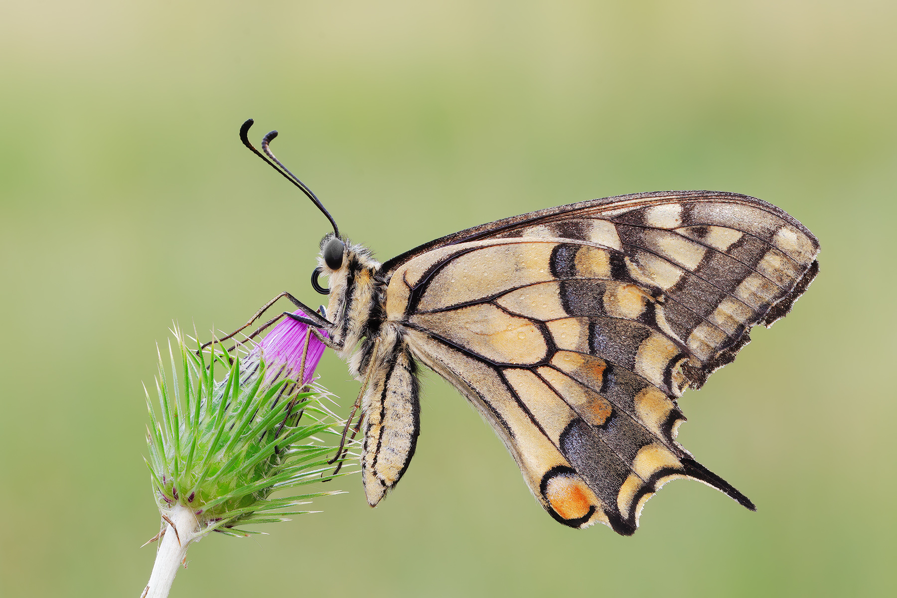 Papilio machaon