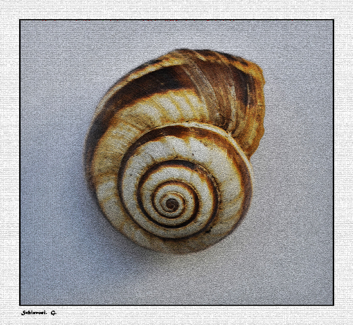 ....spirale aurea....