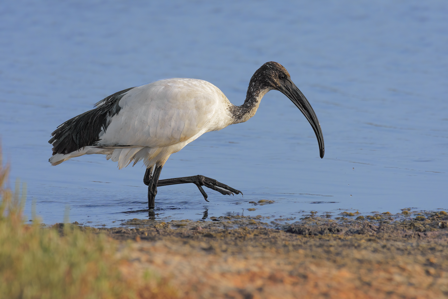 Ibis sacro