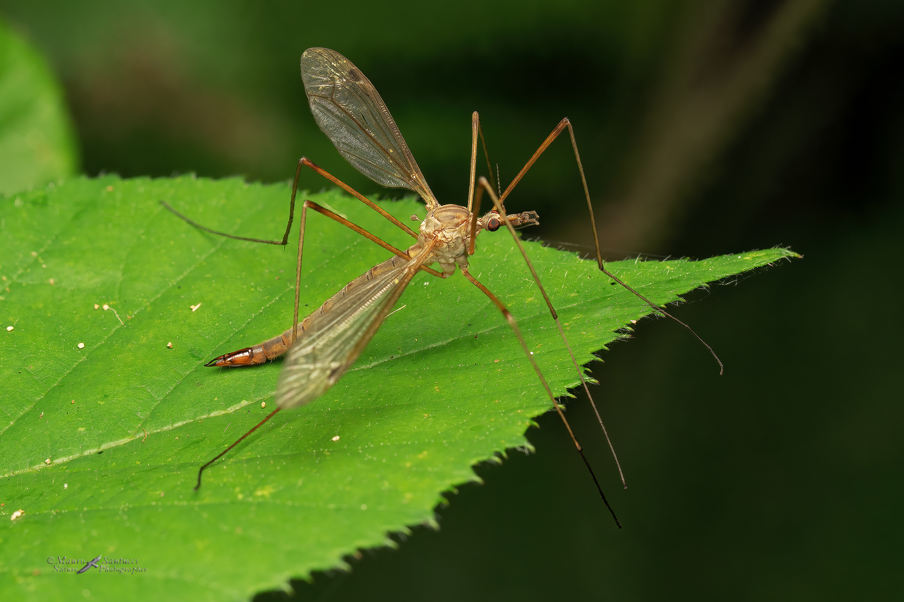 Tipula-FS-9-SC_