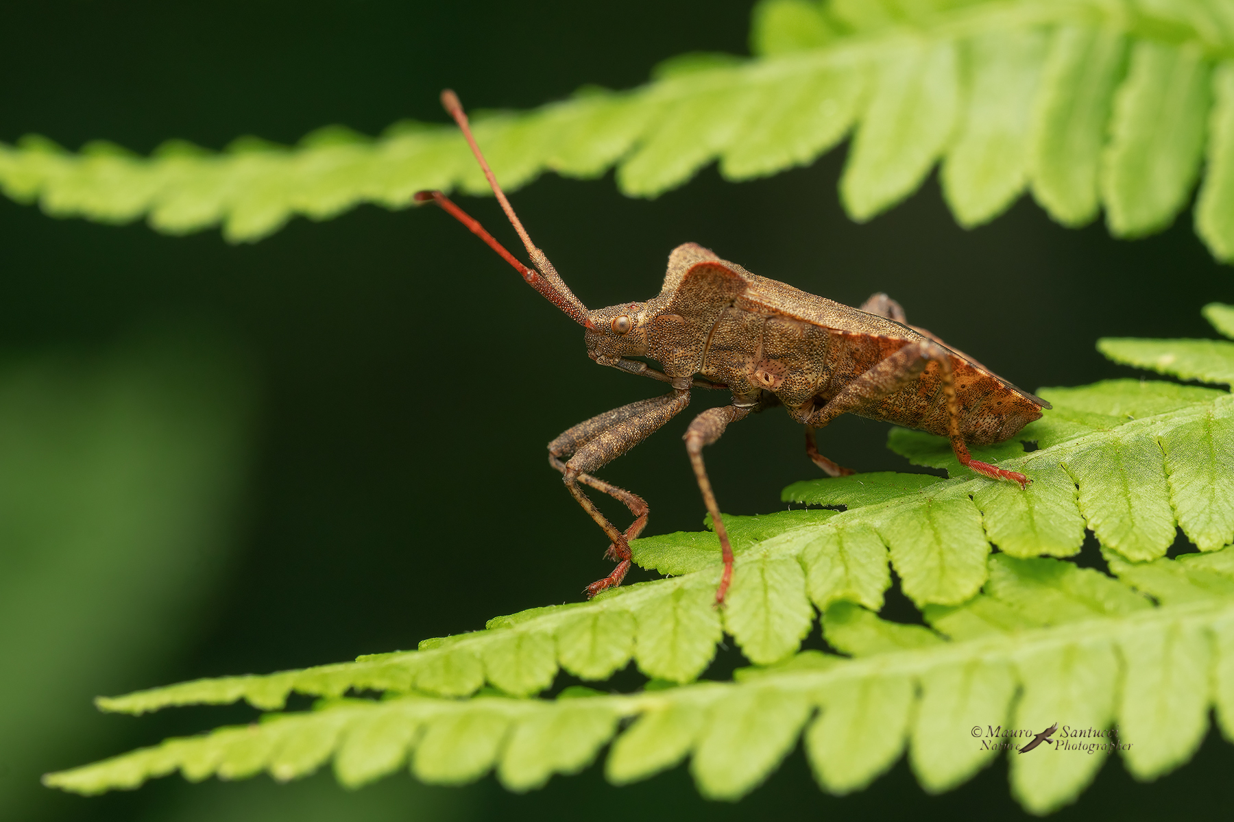 Coreus-marginatus_DSC04661_