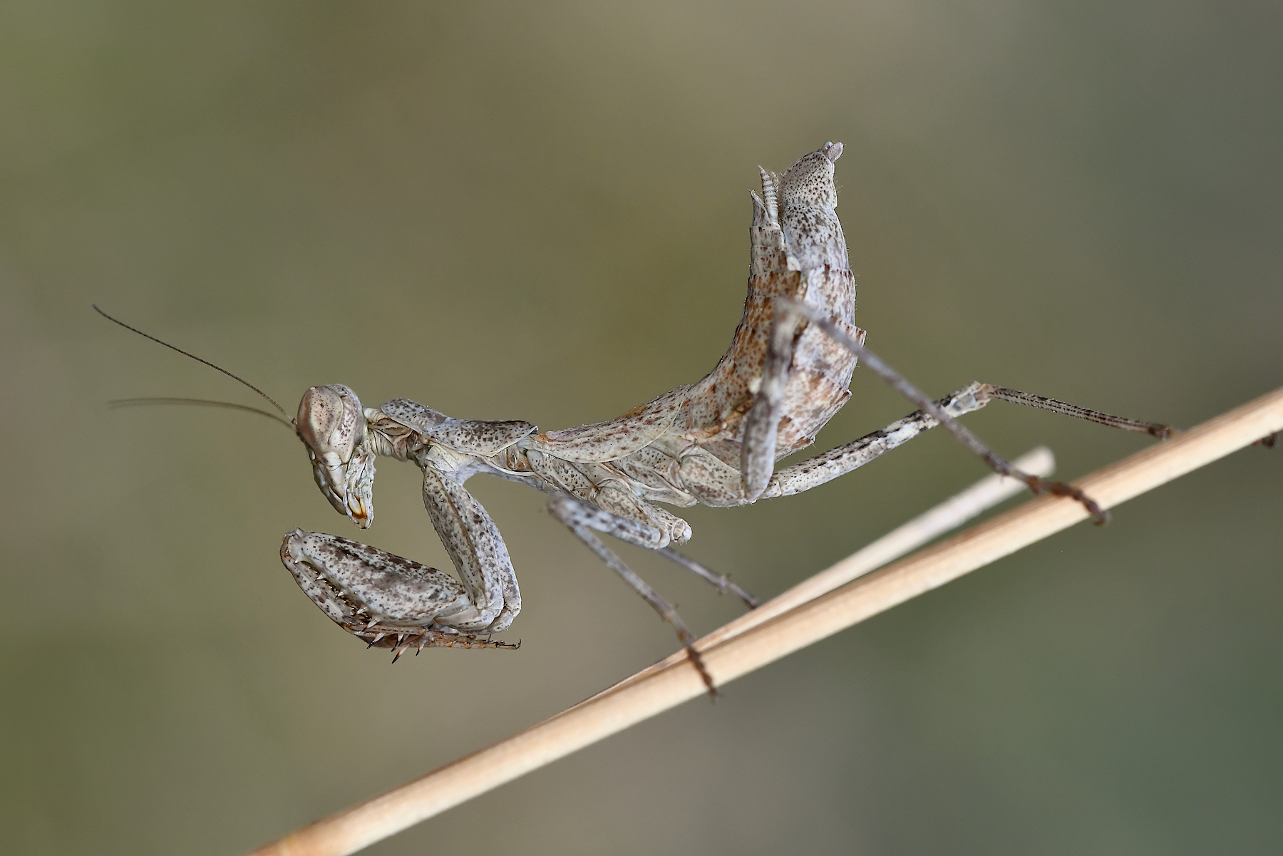 Mantide nana europea