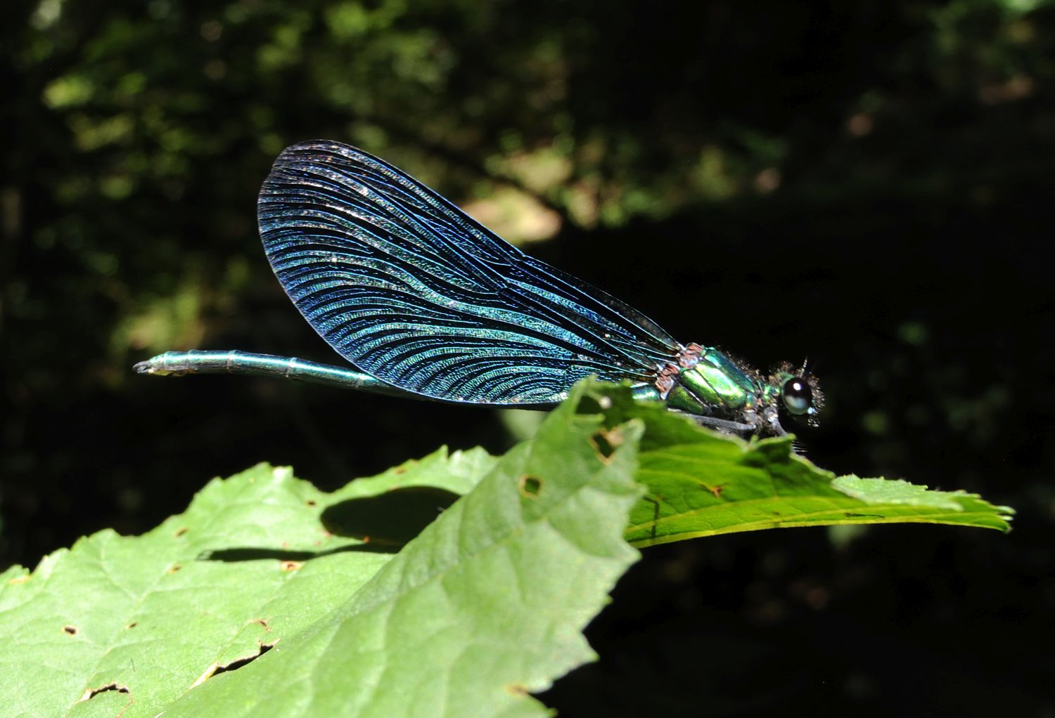 Libellula