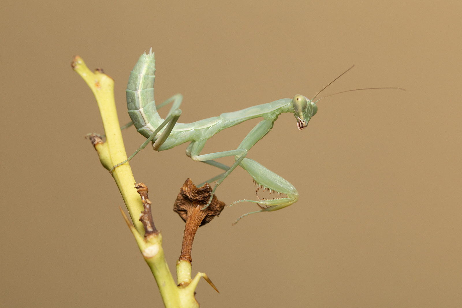 Mantis