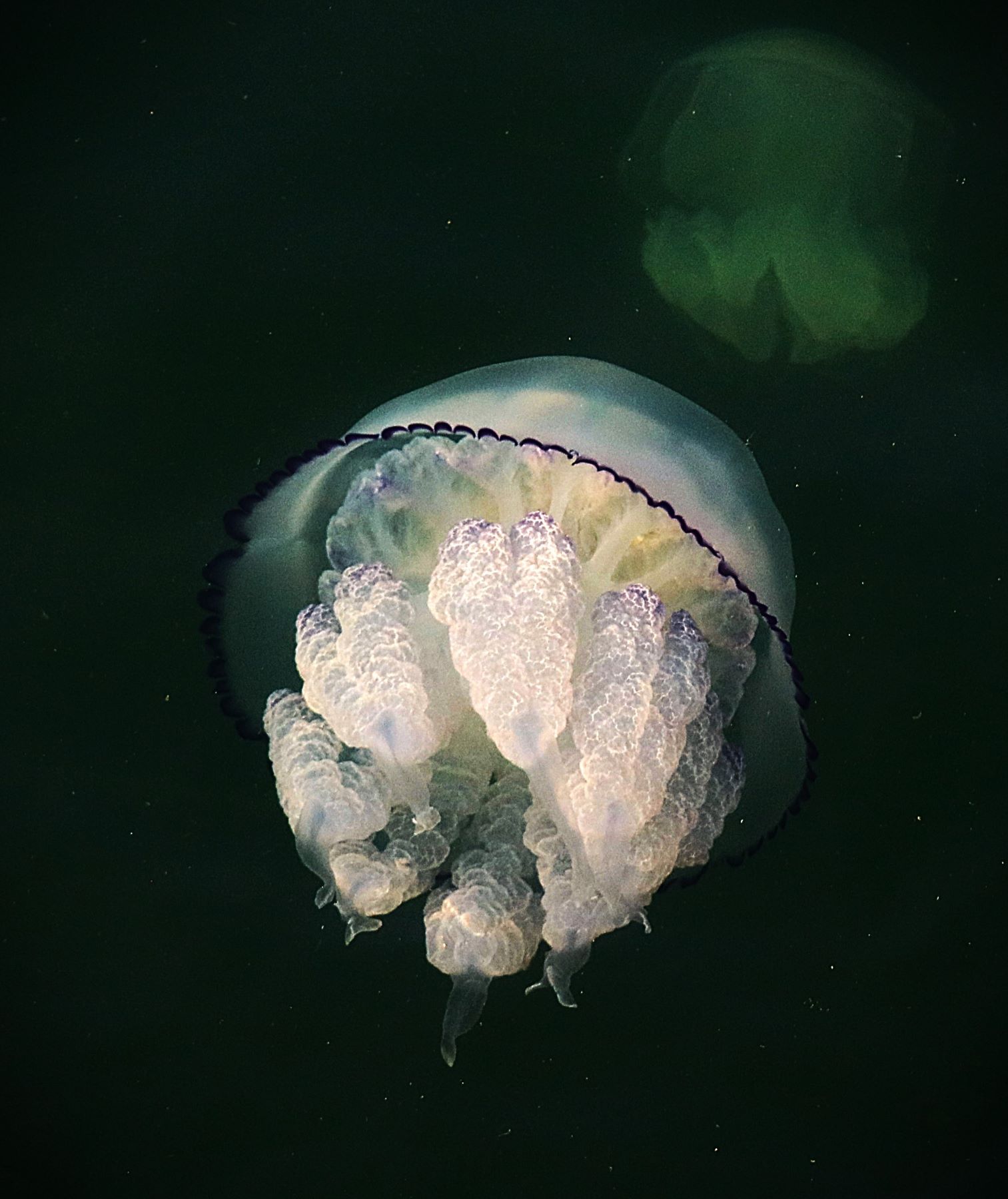 meduza