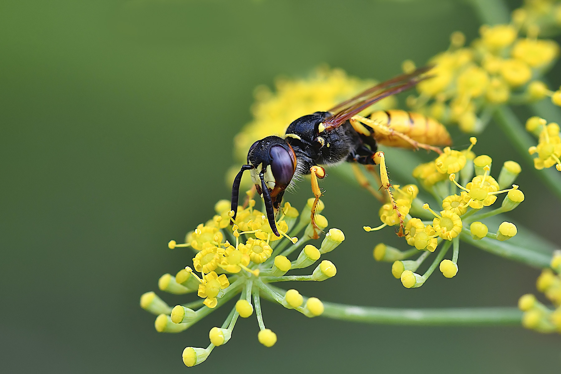 Philanthus triangulum