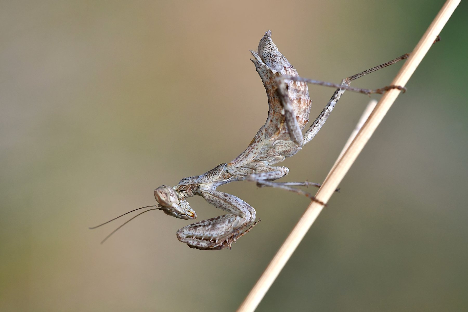 Mantide nana europea