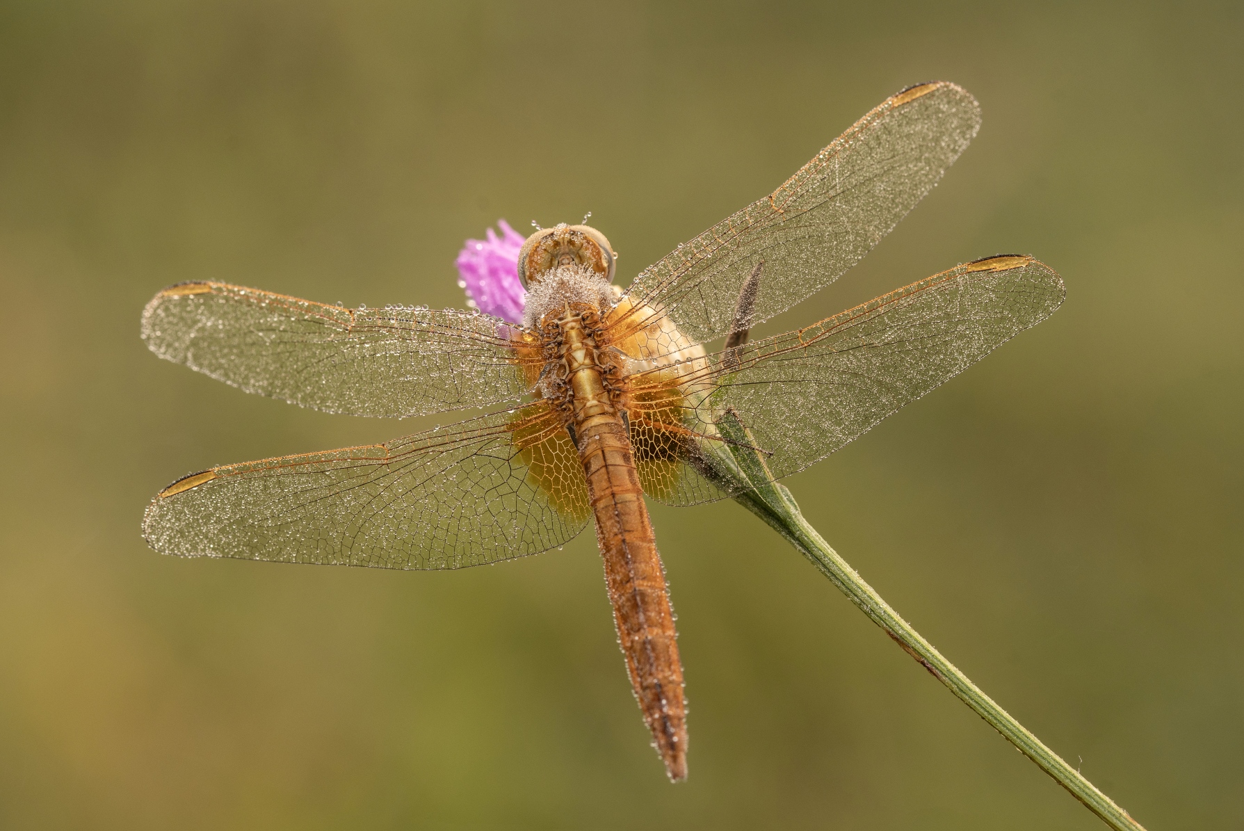 Macro_Rascino_RI_Lug26_6