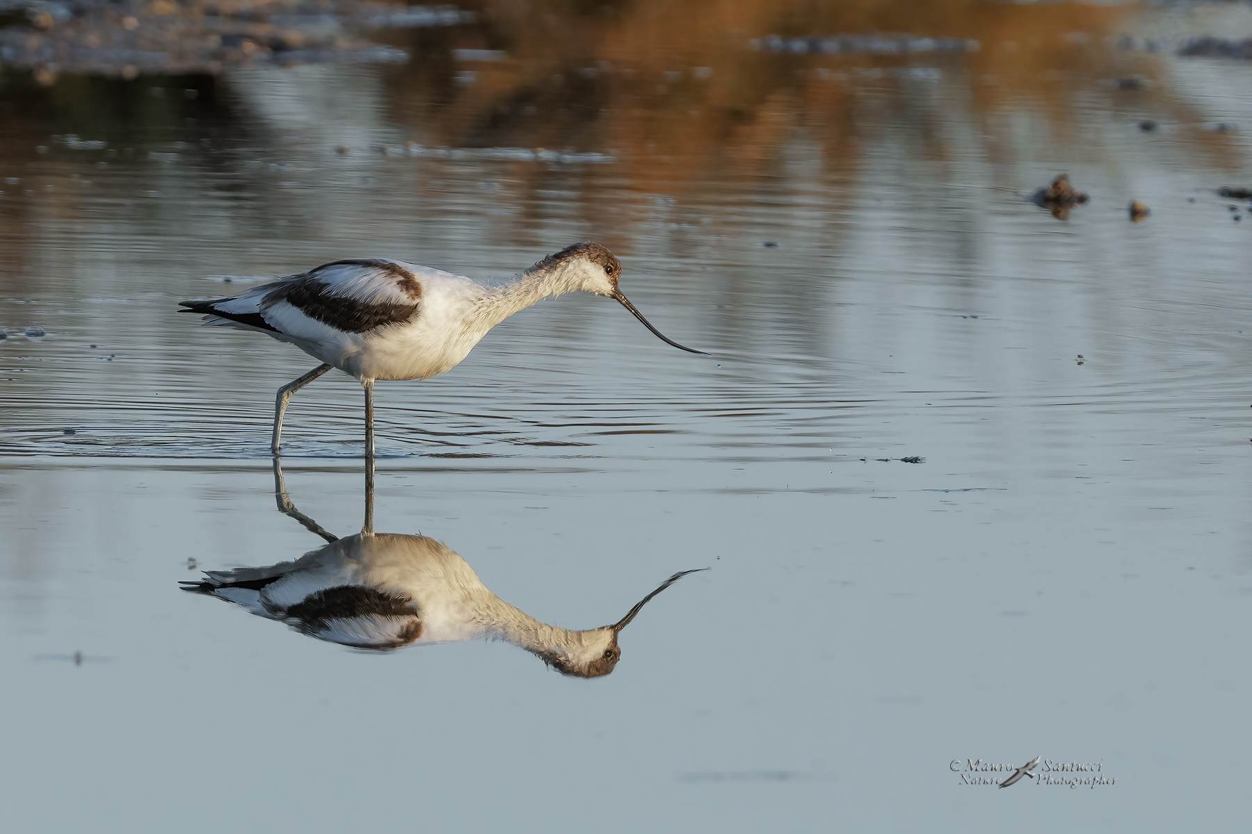 Avocetta-allo-specchio_DSC02460