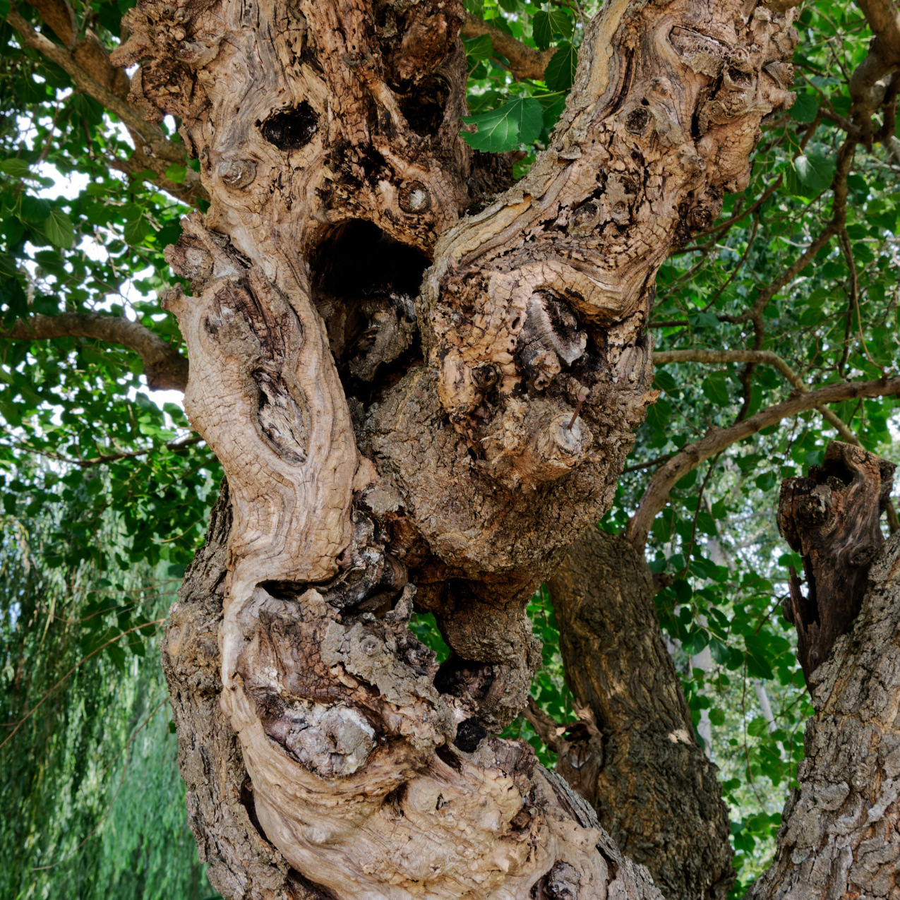 ... Pareidolia ON