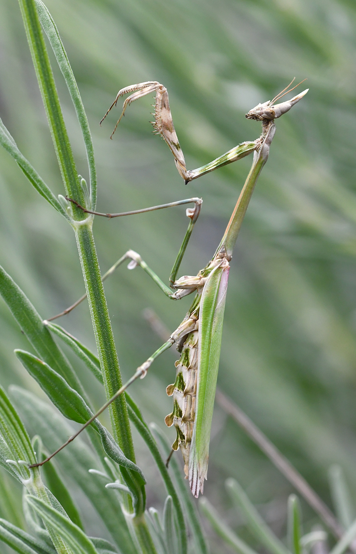 Empusa pennata su lavanda