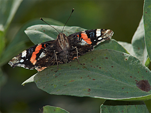 questa mi sembra migliore...