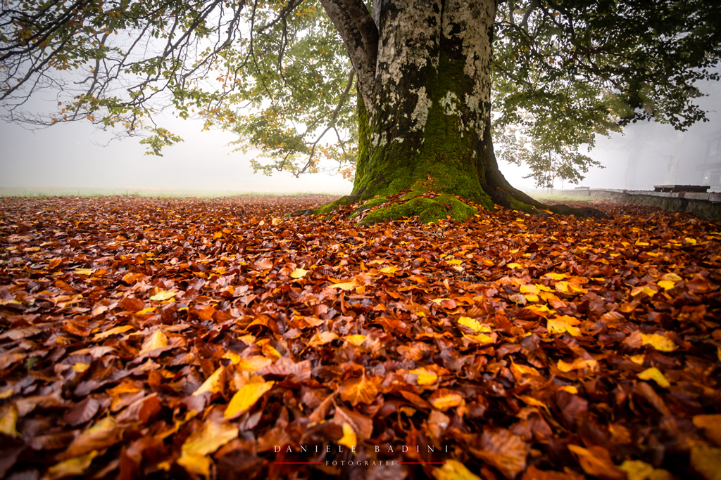 � arrivato l'autunno