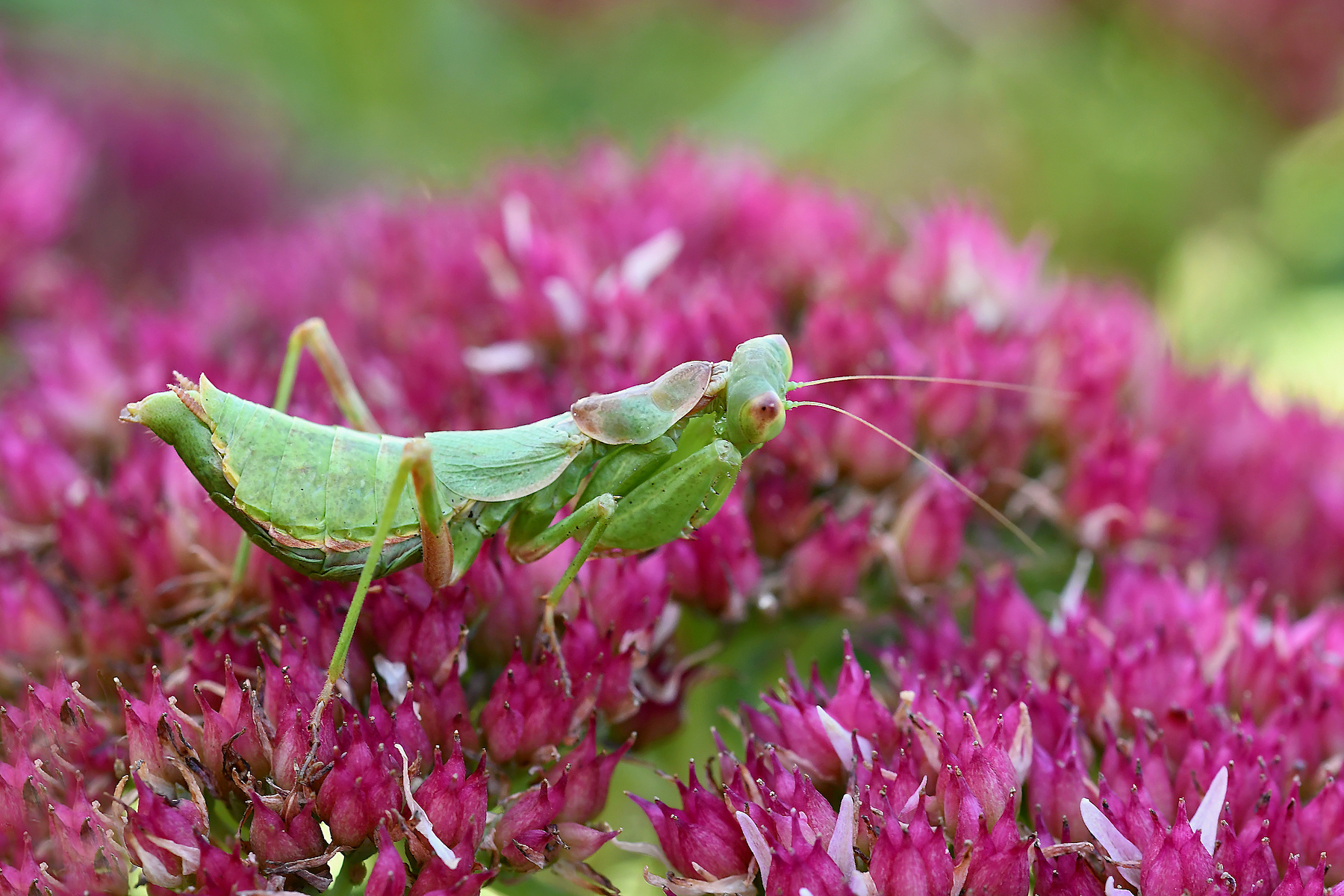 Mantide nana europea