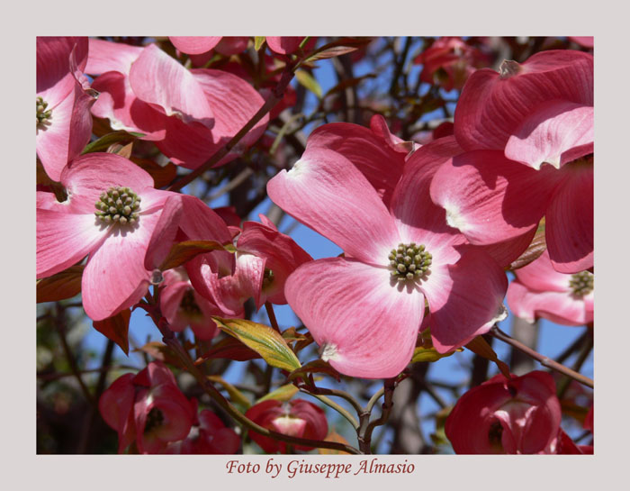 Cornus Rosa