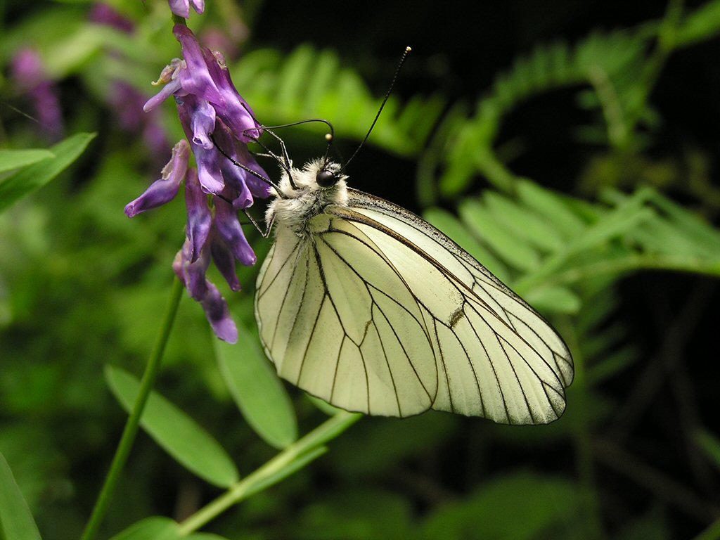 FARFALLINA FARFALLINA