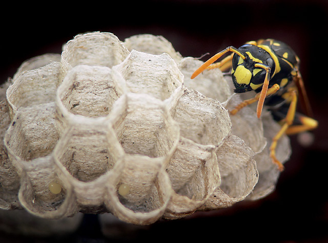 Vespa curando il "Nido"