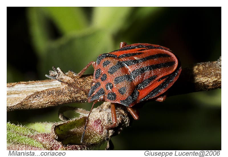 Milanista....coriaceo