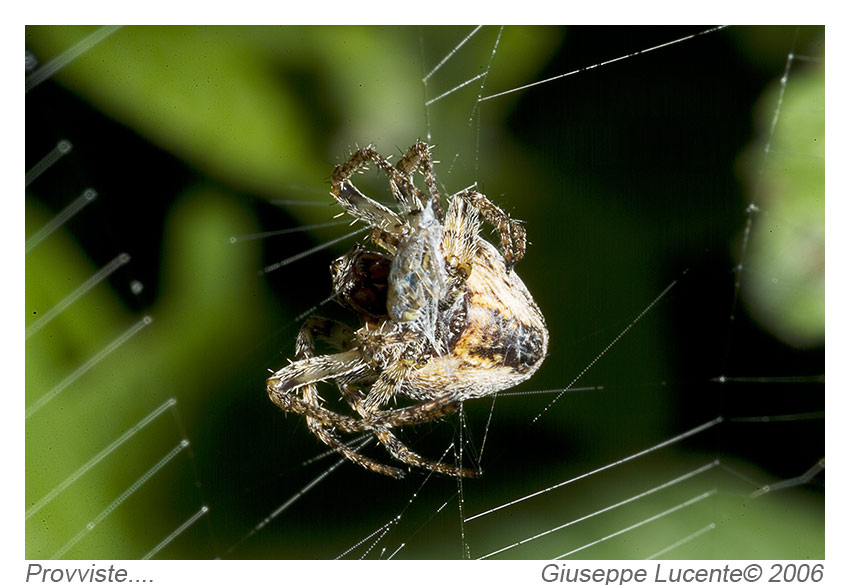 Provviste....per l'estate.