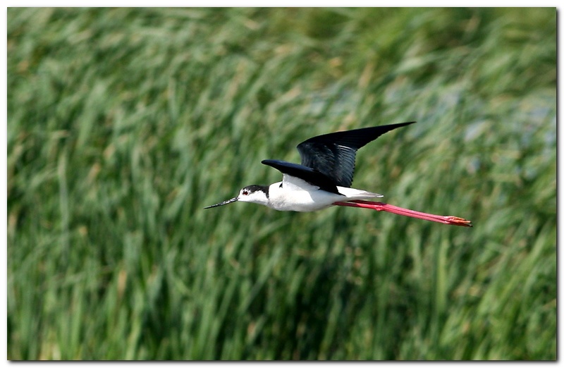 Cavaliere d�Italia