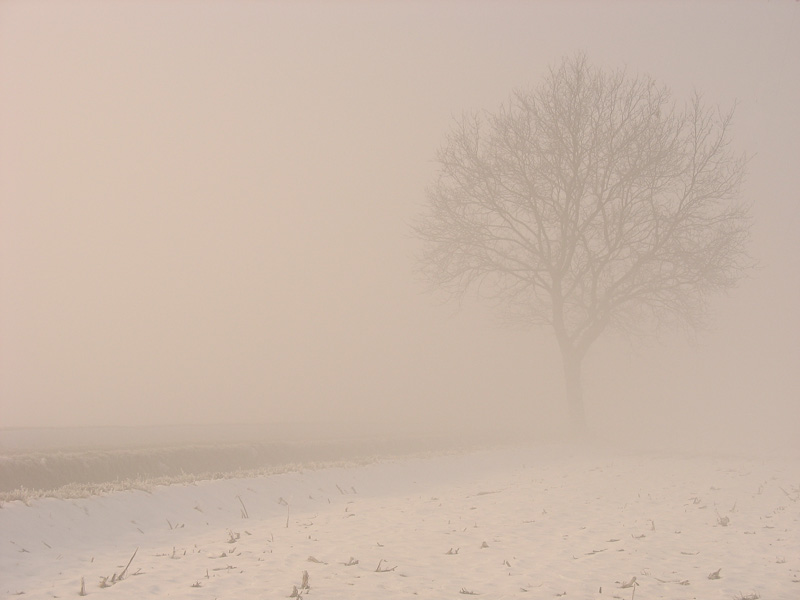 Mattinata gelida