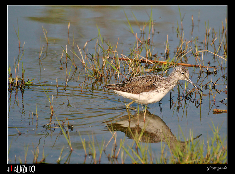 Girovagando.. *(Come si chiama?!?!)*