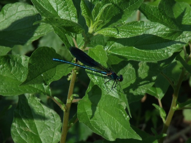 libellula
