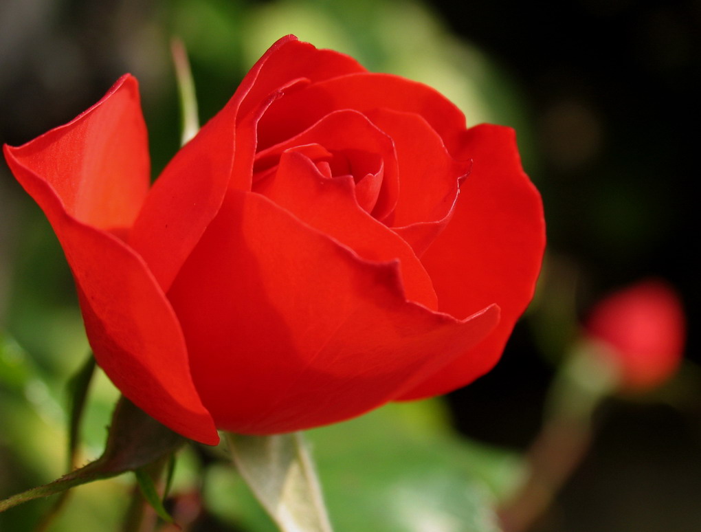 Rosa Rossa