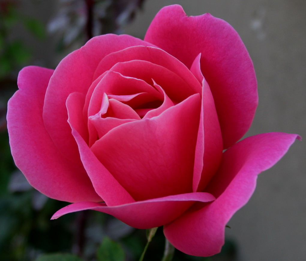Rosa rosa