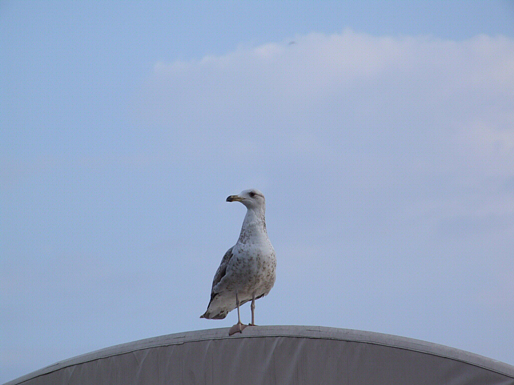 Gabbiano sul tendone