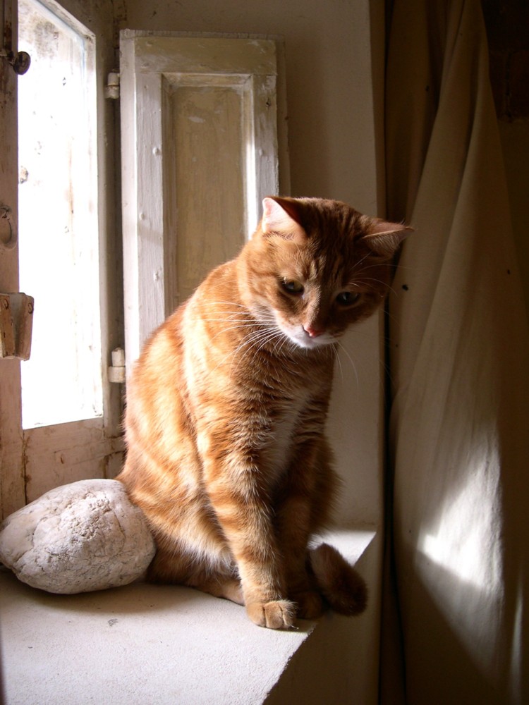 Mario conptemplativo