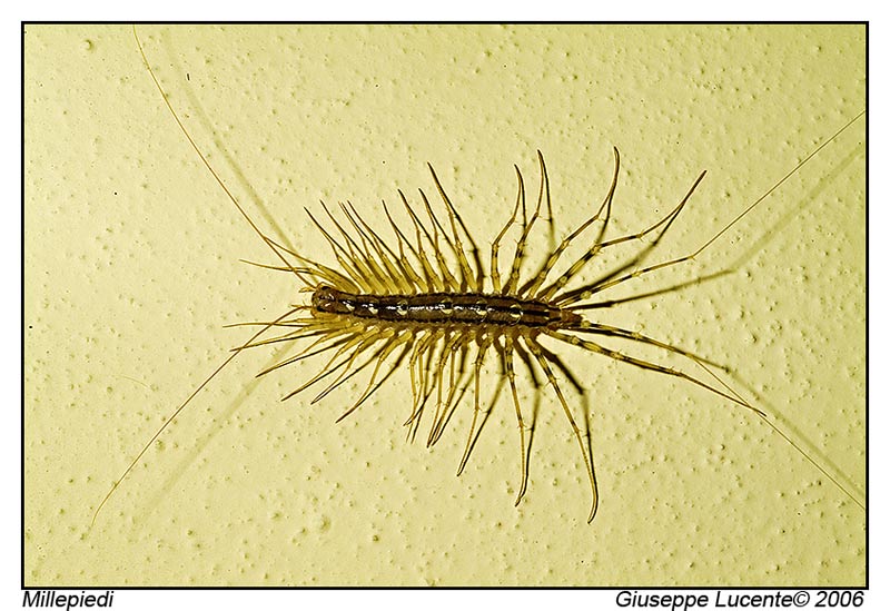 Millepiedi