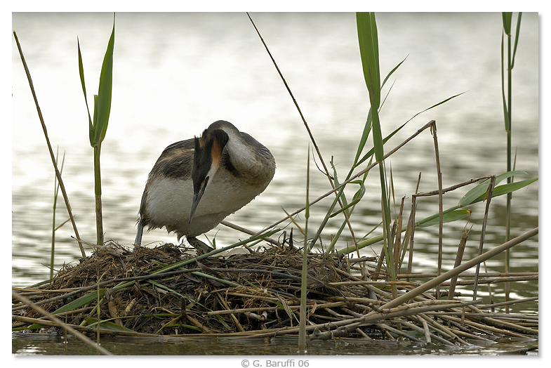 Svasso Maggiore sul nido