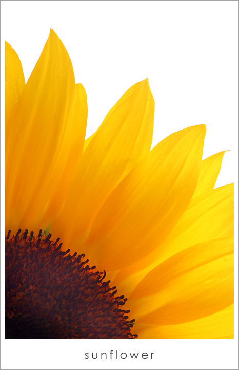 s u n f l o w e r