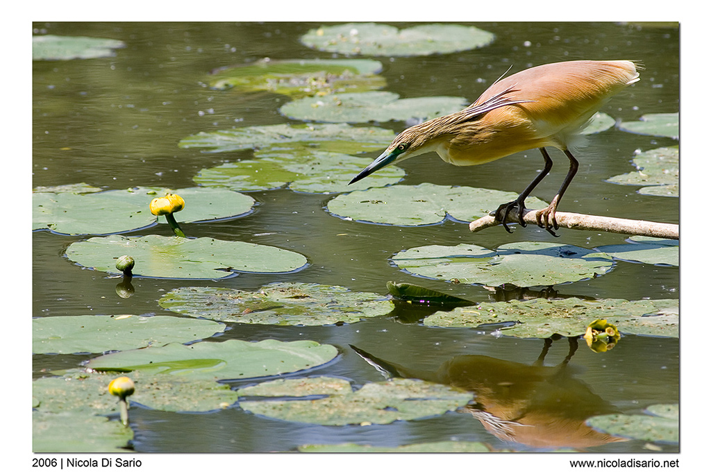 Sgarza Ciuffetto da punta